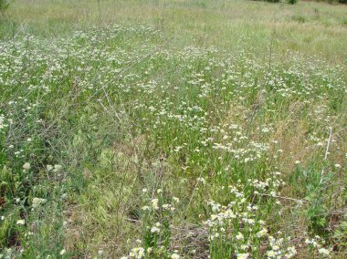 Vahşi papatya çiçeğinin manzarası Ukrayna bozkırlarının uçsuz bucaksız yeşil denizindeki beyaz adalara benzer..