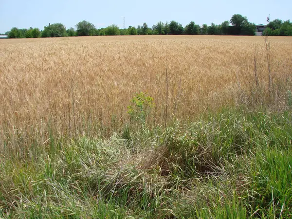 stock image An amazing combination of colors of a ripe cereal field and lush steppe greenery on its border.