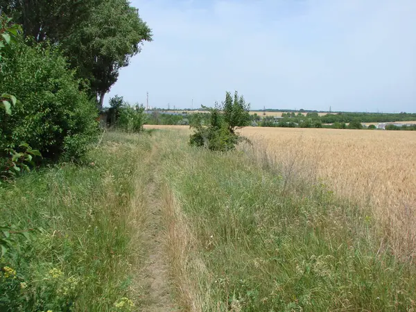 stock image Panorama of a steppe trail near a wheat field that is quickly overgrown with lush summer vegetation after another rain.