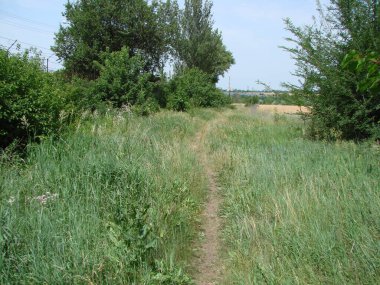 Buğday tarlasının yakınındaki bozkır manzarası başka bir yağmurdan sonra bereketli yaz bitkileriyle kaplanır..