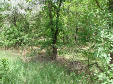 Ayaklarının dibinde yumuşak bir yonca örtüsüyle çevrili bozkır ormanlarının genç ağaçlarından oluşan muhteşem bir manzara..
