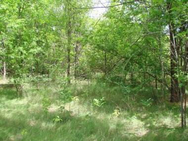 Kavurucu yaz sıcağından saklanmanın neredeyse imkansız olduğu güneşli, genç bir bozkır ormanının manzarası..