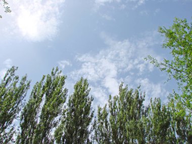 Uzun, genç kavak ağaçlarının doğal güzelliği kontrol edilemeyen bir şekilde güneşli mavi gökyüzüne ulaşır..