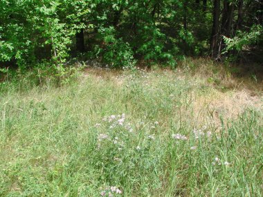 Bozkır ağaçlarının dibinde güneşli bir çayır manzarası hoş bir gölgeyi ve serinliği gizliyor..