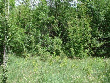 Bozkır ağaçlarının dibinde güneşli bir çayır manzarası hoş bir gölgeyi ve serinliği gizliyor..