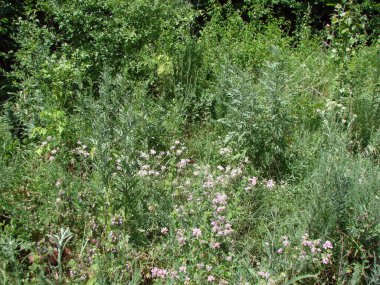 Yaşayan doğanın tüm tonları ve renkleriyle parıldayan yaz güneşinin altında çiçek açan bozkıra aşık olmamak imkansızdır..