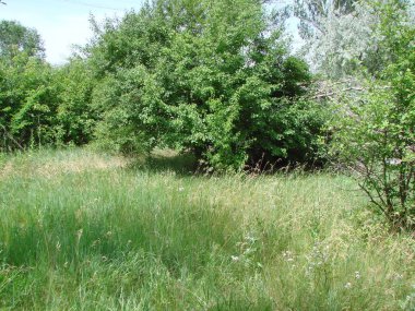 Ayaklarının dibinde yumuşak bir yonca örtüsüyle çevrili bozkır ormanlarının genç ağaçlarından oluşan muhteşem bir manzara..