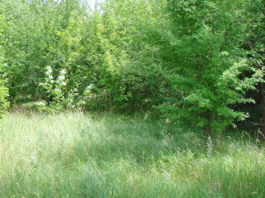 Ayaklarının dibinde yumuşak bir yonca örtüsüyle çevrili bozkır ormanlarının genç ağaçlarından oluşan muhteşem bir manzara..