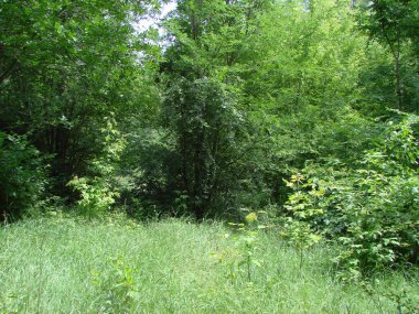 Yaz bozkırlarının yumuşak bir halısında oturmak ve yabani çiçeklerin tatlı tart kokusunun tadını çıkarırken dinlenmek güzel..