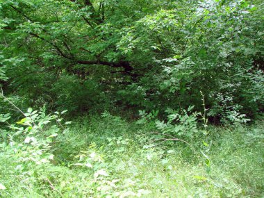 Bozkır ağaçlarının dibinde güneşli bir çayır manzarası hoş bir gölgeyi ve serinliği gizliyor..