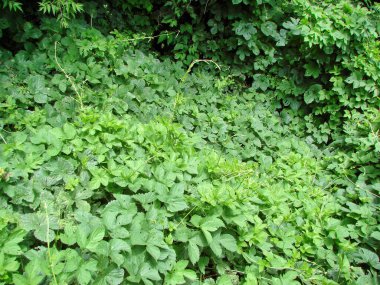 Ağaçların dibinde geçilemez çalılıklar oluşturan sürünen orman bitkilerinin doğal yeşil arka planı..