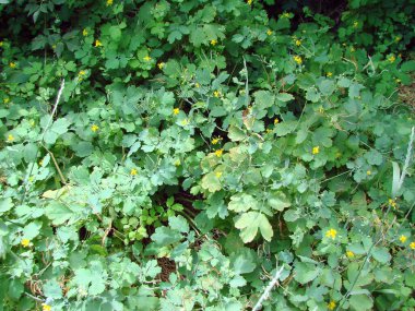 Ağaçların dibinde geçilemez çalılıklar oluşturan sürünen orman bitkilerinin doğal yeşil arka planı..
