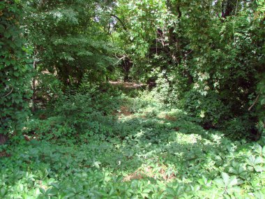 Ağaçların dibinde geçilemez çalılıklar oluşturan sürünen orman bitkilerinin doğal yeşil arka planı..