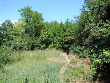 A joyful natural picture of a dense Dnieper forest under the rays of the hot midday sun surrounded by a carpet of soft grass. clipart