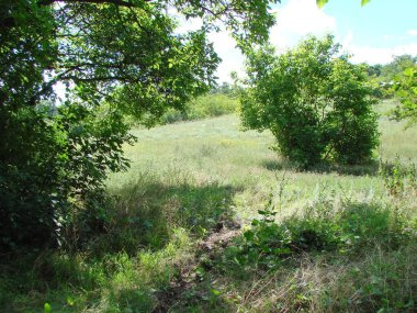 Serin orman çalılıklarından güneşli yamaçlara kadar her yer yemyeşil bitkilerle kaplıdır..