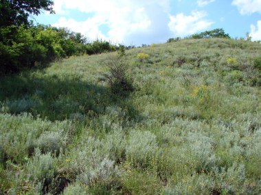 Serin orman çalılıklarından güneşli yamaçlara kadar her yer yemyeşil bitkilerle kaplıdır..