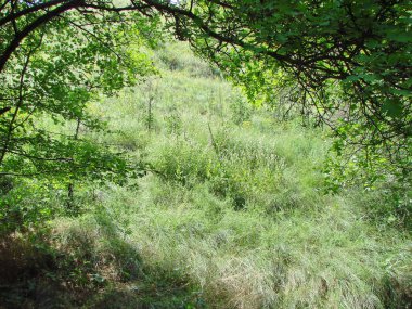 Serin orman çalılıklarından güneşli yamaçlara kadar her yer yemyeşil bitkilerle kaplıdır..