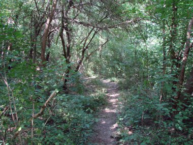 Dinyeper Ormanı 'ndaki vahşi bir patikanın manzarası vadideki çalılıklarda, ağaçların tepelerinden güneş ışınları tarafından ulaşılmaktadır..