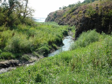 Nehrin kıyısında yemyeşil bir bitki örtüsü manzarası. Yaz güneşinin ışınları altında Dinyeper Ormanı 'ndaki ağaçların dibinde..