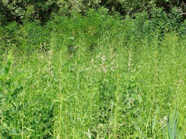 Kıyı çalılıklarının ortasından görülebilen bir manzara. Aralarındaki sedir, saz ve çiçek açan bitki örtülerinin genç gövdeleri..