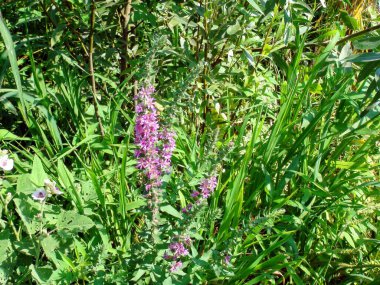 Kıyı çalılıklarının ortasından görülebilen bir manzara. Aralarındaki sedir, saz ve çiçek açan bitki örtülerinin genç gövdeleri..