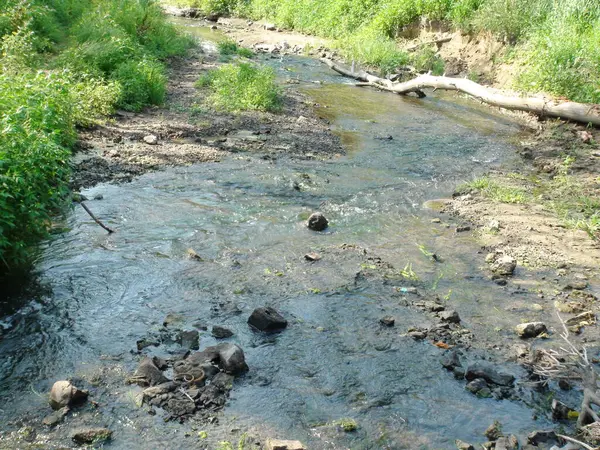 Bozkır nehri Nizhnya Khorytsia 'nın benzersiz manzarası sabah güneşinin altındaki kıyı bitkileriyle çevrilidir..