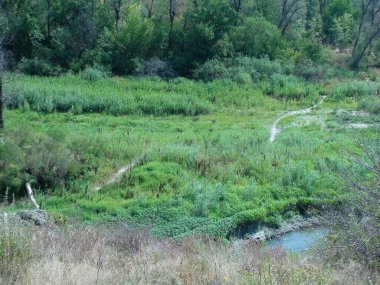 Yoğun kıyı bitkilerinden inanılmaz bir manzara. Sabah güneşinin altında..