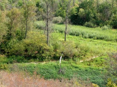 Yoğun kıyı bitkilerinden inanılmaz bir manzara. Sabah güneşinin altında..