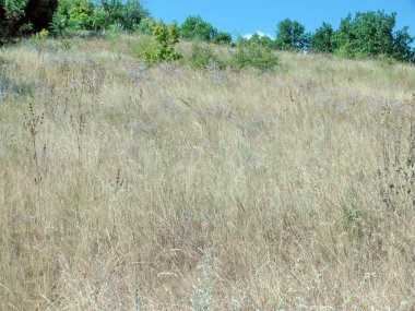 Kayalık bir Dinyeper Tepesi 'nin panorama' sı. İçinden dağlık dar bir patika şeridinin geçtiği bozkır bitki örtüsüyle kaplı..