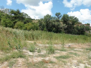 Dinyeper 'in kumlu kıyısını bozkır ormanlarıyla kaplı tepelerle birleştiren geçilemez çalı ve sazlardan oluşan bir panorama..