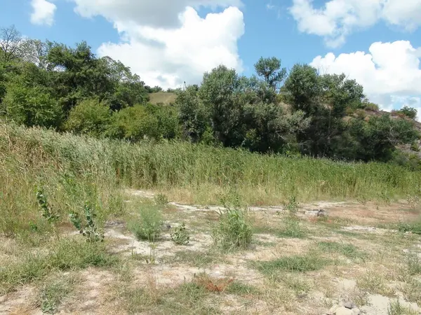 Dinyeper 'in kumlu kıyısını bozkır ormanlarıyla kaplı tepelerle birleştiren geçilemez çalı ve sazlardan oluşan bir panorama..