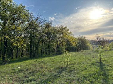 Genç ağaçların yeşil yaprakları üzerinde batan güneşin ışınları ile inanılmaz renkli doğal bir resim oluşturulur..