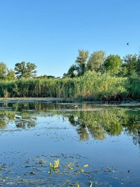 Nehrin ortasından, yüksek geçilemez kıyı çalıları ve açık mavi sabah güneşinin arka planına karşı kamış manzarası..