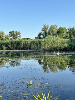 Bir vahşi ördek sürüsü, ilgilenen yürüyüşçülerden habersiz, güvenli bir şekilde kıyıdaki sazlıkların yakınında banyo yapar..