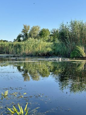 Nehrin ortasından, yüksek geçilemez kıyı çalıları ve açık mavi sabah güneşinin arka planına karşı kamış manzarası..