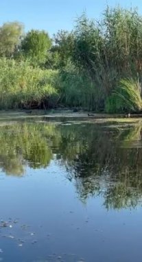 Bir vahşi ördek sürüsü, ilgilenen yürüyüşçülerden habersiz, güvenli bir şekilde kıyıdaki sazlıkların yakınında banyo yapar..