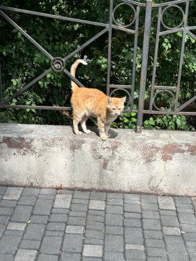 İnanılmaz derecede güzel kızıl saçlı bir kedi yaz güneşinin altında güneşlenirken daha da çekici hale gelir..