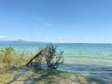 A natural picture of coastal vegetation, the foot of which is covered by water after high tide. clipart