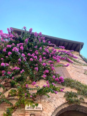 Bir konut binasının ya da begonvillerin asılı olduğu antik bir binanın inanılmaz yaşam süslemesi yoldan geçen sıradan insanları kayıtsız bırakmaz..