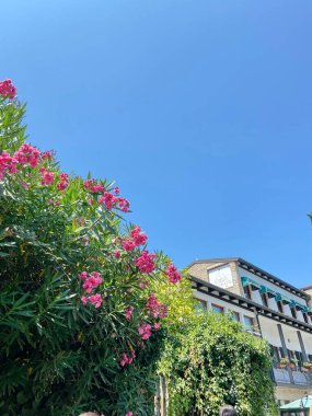 Mavi gökyüzü ile çiçek açan kıyı bitkilerinin pembe ve mor renklerinin birleşiminin inanılmaz bir resmi..