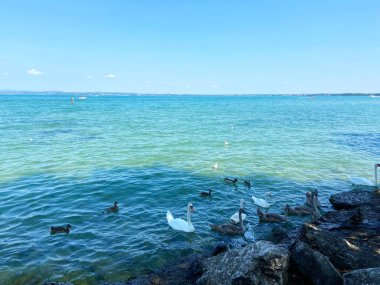 Uzun boyunlu bir kuğu sürüsünün doğal koşullardaki güzelliğine hayran olmak birçok seyahat meraklısı için neredeyse imkansızdır..