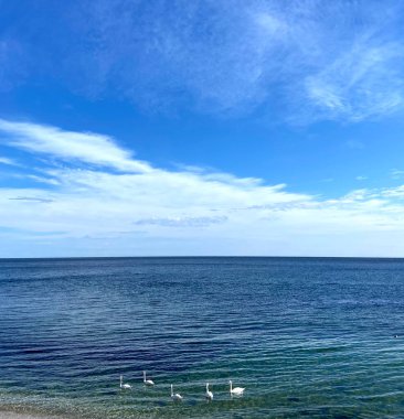 Odessa 'nın Karadeniz kıyısındaki bir panorama güneşli bir sonbahar gününde kıyı dalgalarında dinlenen vahşi bir kuğu sürüsüyle süslenmiş..