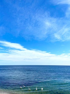 Odessa 'nın Karadeniz kıyısındaki bir panorama güneşli bir sonbahar gününde kıyı dalgalarında dinlenen vahşi bir kuğu sürüsüyle süslenmiş..