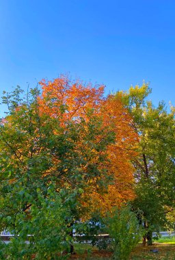 Güneşli bir günde, sonbaharın ortasında doğanın yarattığı Odessa parklarının güzelliğini tarif etmek imkansızdır..