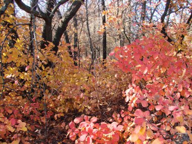 Khorytskyi ormanının eteklerini kaplayan sonbahar yapraklarının sayısız sarı-sıcak gölgesinin doğal bir resmi..