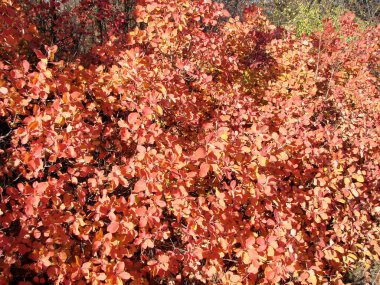 Parlak bir gökkuşağı arka planı, ormanın sonbahar yaprakları tarafından oluşturulur. Sabah güneşinin ışınlarında çalılar oluşur..