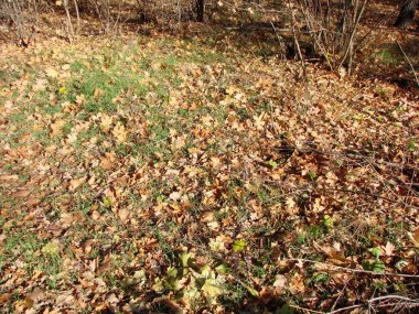 Düşen yapraklardan oluşan sonbahar halısının manzarası Khorytsia ormanının ağaçlarının eteklerini kaplıyor..