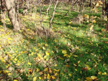 Güneş ışınlarının doğal görüntüsü Khorytsia ormanının eteğindeki çimen halısına yansıyor..