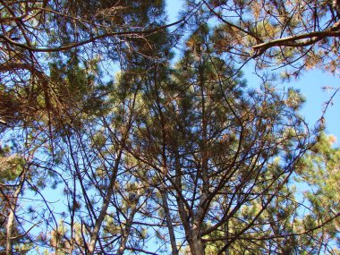 Parlak güneş ışınlarının altındaki yemyeşil bir çam ormanının altından ufuktaki mavi gökyüzünün arka planına bak..