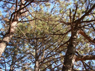 Sonbahar sabahının ışınlarıyla aydınlatılan uzun ve genç çam ağaçlarının tepelerine baktığımda berrak mavi bir gökyüzünün arka planına bakıyorum..